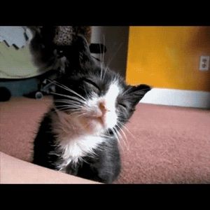 Meet your Posher, Ran